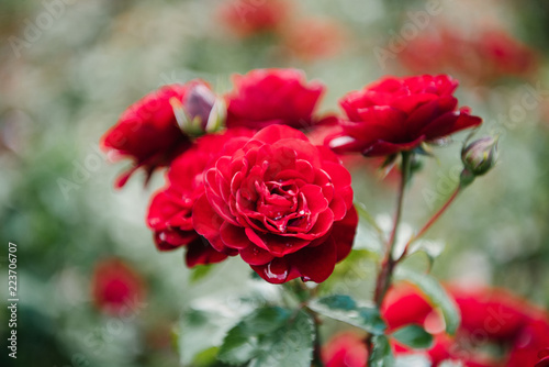 close-up shot of fresh blossoming red roses