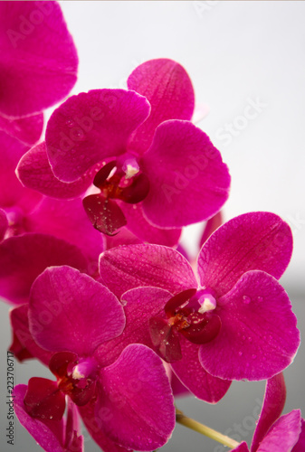 Pink Orchid Flowers isolated on blur background.