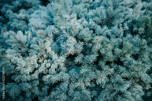full frame shot of blue spruce branches for background