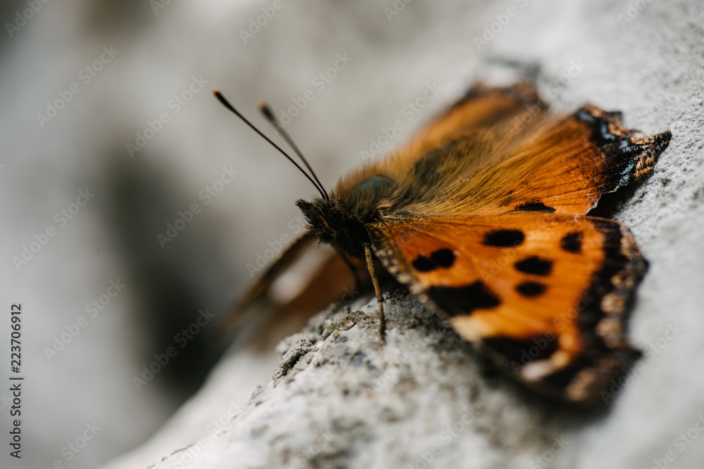 Obraz premium close-up shot of beautiful butterfly sitting on stone