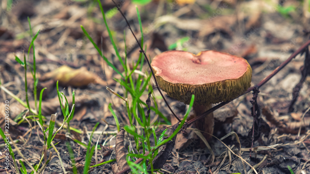 Mushroom in the forest Mushroom in the forest