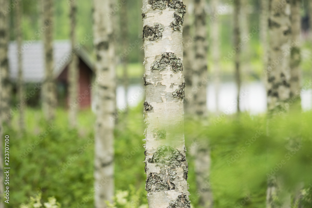 Finnland, Sauna, Birken Finnland, Sauna, Birken
