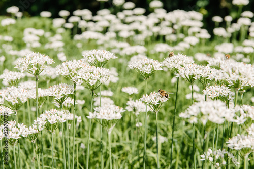 close-up shot of bees sitting on beautiful white field flowers