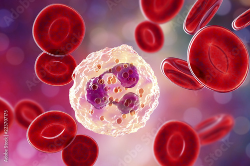 Neutrophil, a white blood cell, 3D illustration. The most abundant type of granulocytes, has phagocyting activity, takes part in inflammation photo