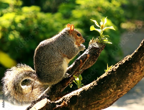 squirrel in the park