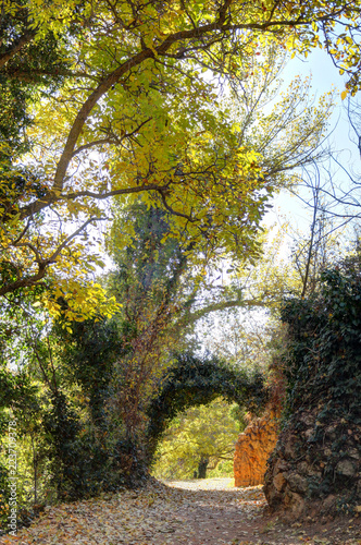 Yellow trees and bushes during autumn covering a fallen leaves path and a green ivy arch, shot in backlight, in Aguallueve rural park in Anento, Aragon, Spain photo