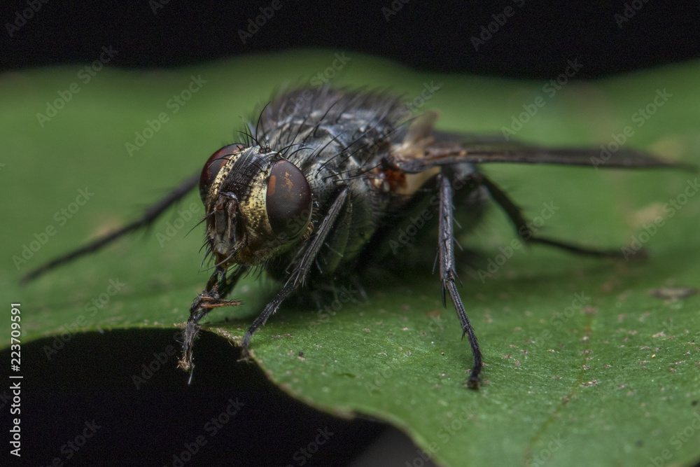 Closeup of the eyes of a fly sitting on a leaf Closeup of the eyes of a fly sitting on a leaf
