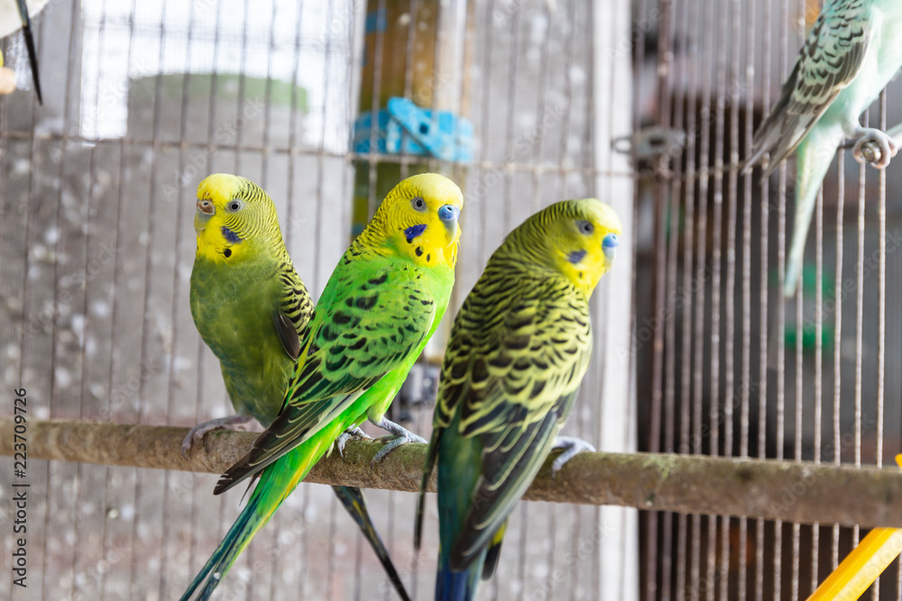 Obraz premium The Group of Budgerigar