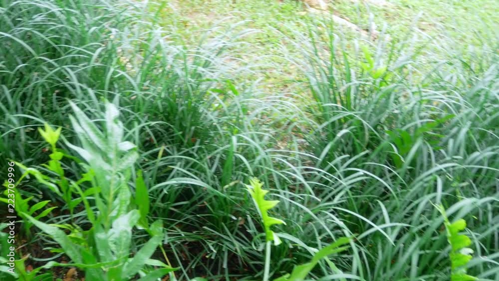 Natural greenery view of forest with many tree and grass in the rainy season Natural greenery view of forest with many tree and grass in the rainy season