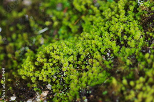 スナゴケ（Racomitrium japonicum）