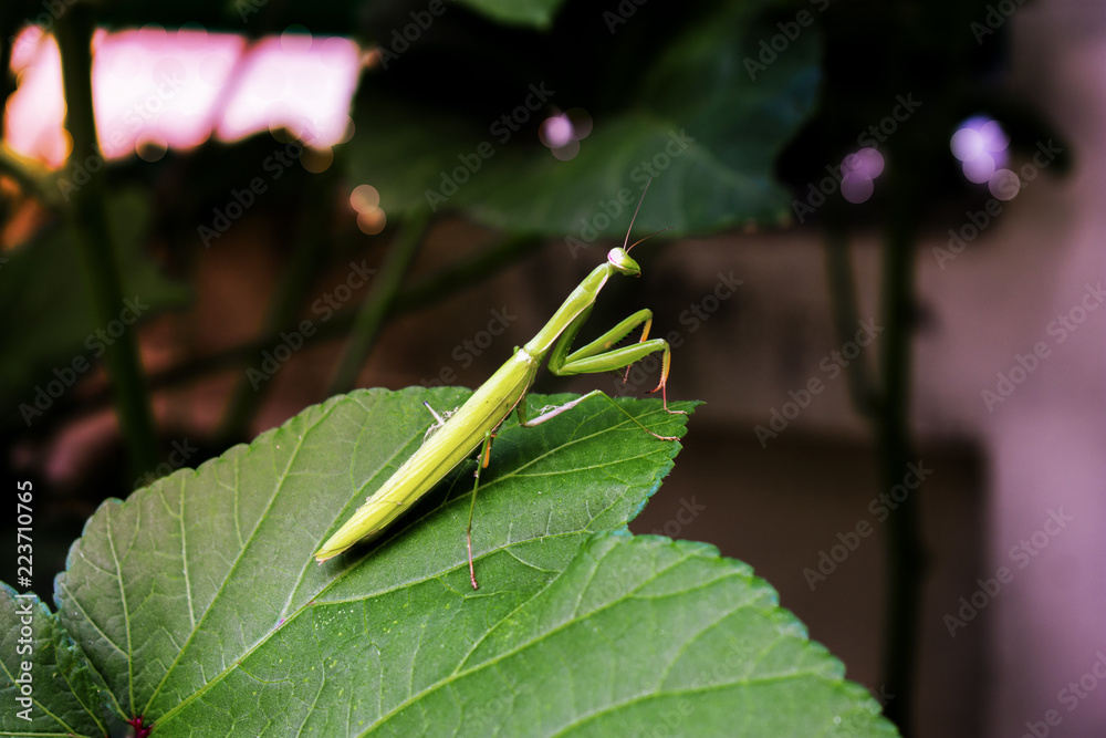 green grasshopper on a leaf green grasshopper on a leaf