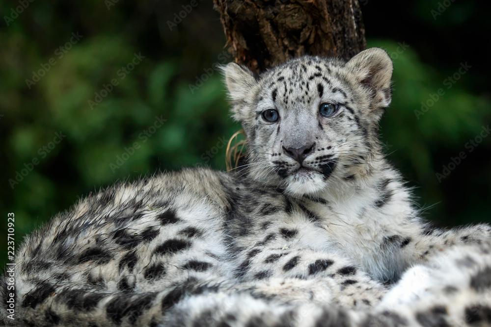 Snow leopard cub (Panthera uncia). Young snow leopard.