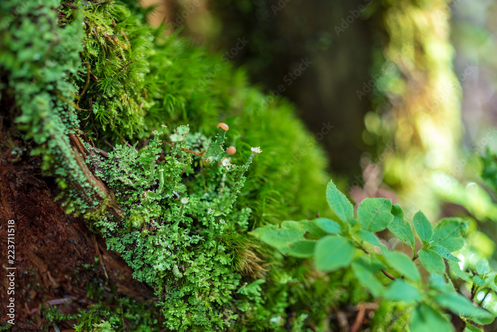 苔の世界