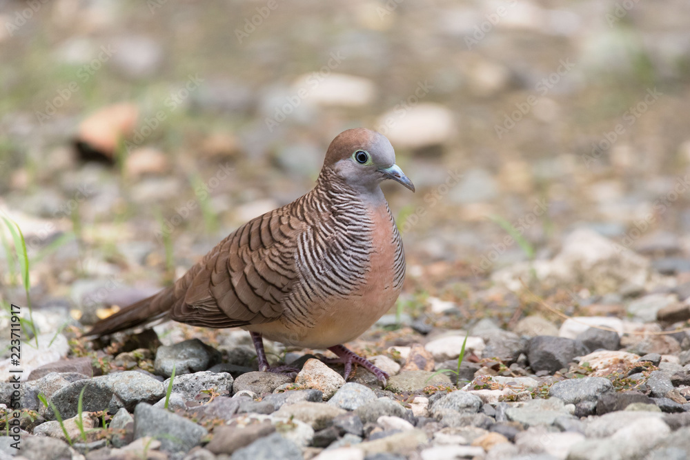 Zebra dove, Geopelia striata, common tame Philippine dove small bird Zebra dove, Geopelia striata, common tame Philippine dove small bird