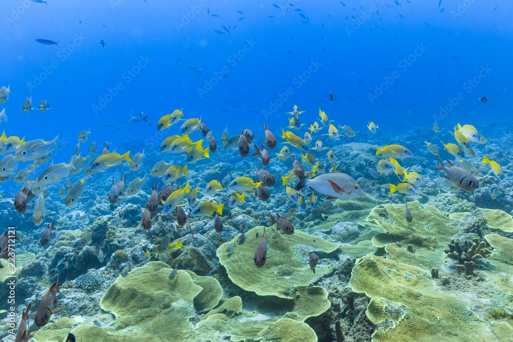 Naklejka premium Palau Diving - A group of fish swimming towards the stream