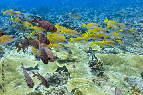 Palau Diving - A group of fish swimming towards the stream