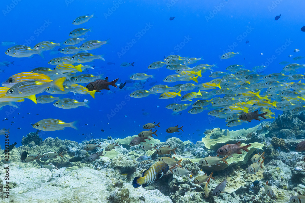 Palau Diving - A group of fish swimming towards the stream Palau Diving - A group of fish swimming towards the stream