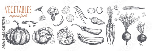 Vegetable collection. Vector hand drawn sketch illustration