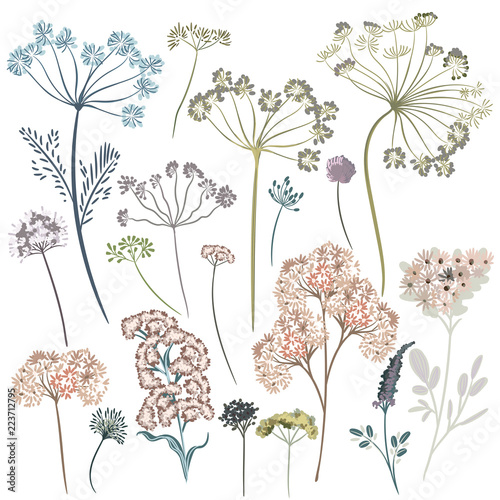 Collection of vector plants and flowers for design