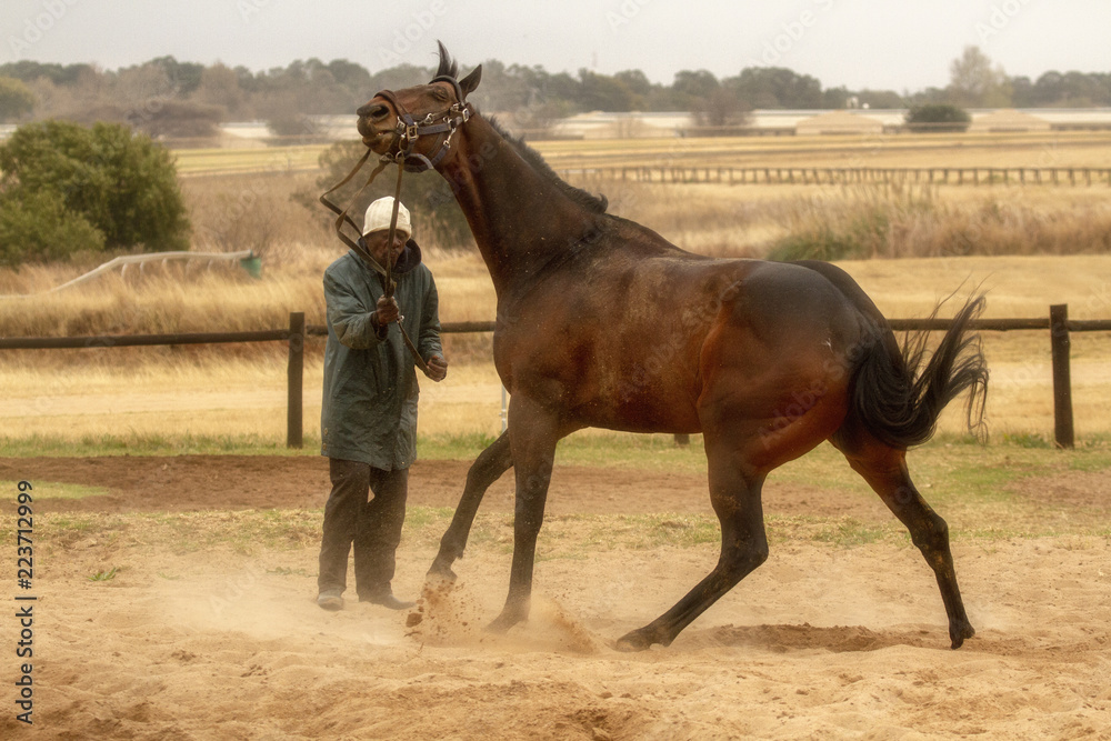 Obraz premium race horse training