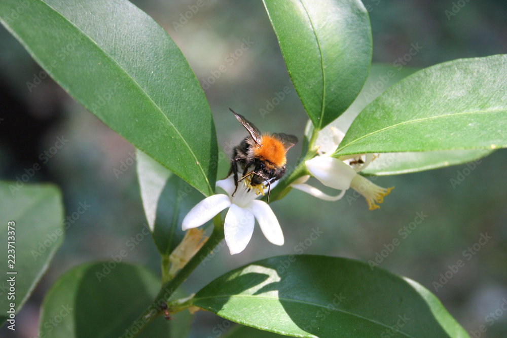 Honey bee collecting pollen on a white Lemon flower. Selective focus
Honey bee collecting pollen on a white Lemon flower. Selective focus