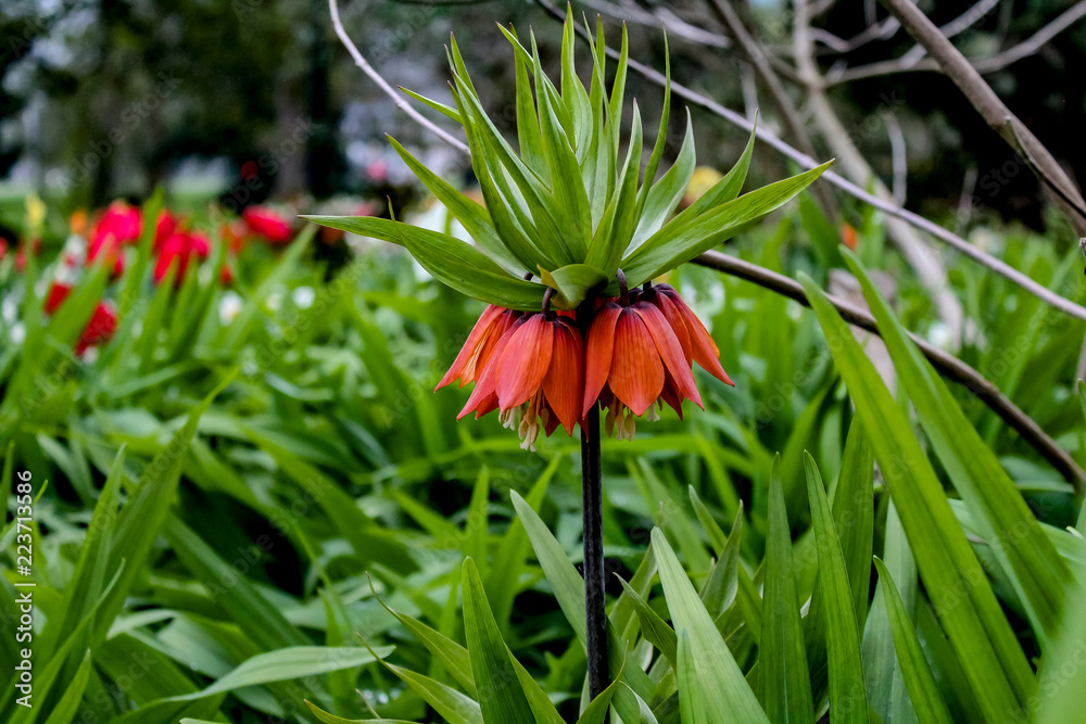 Deep Orange Bell Flowers on the Parkway