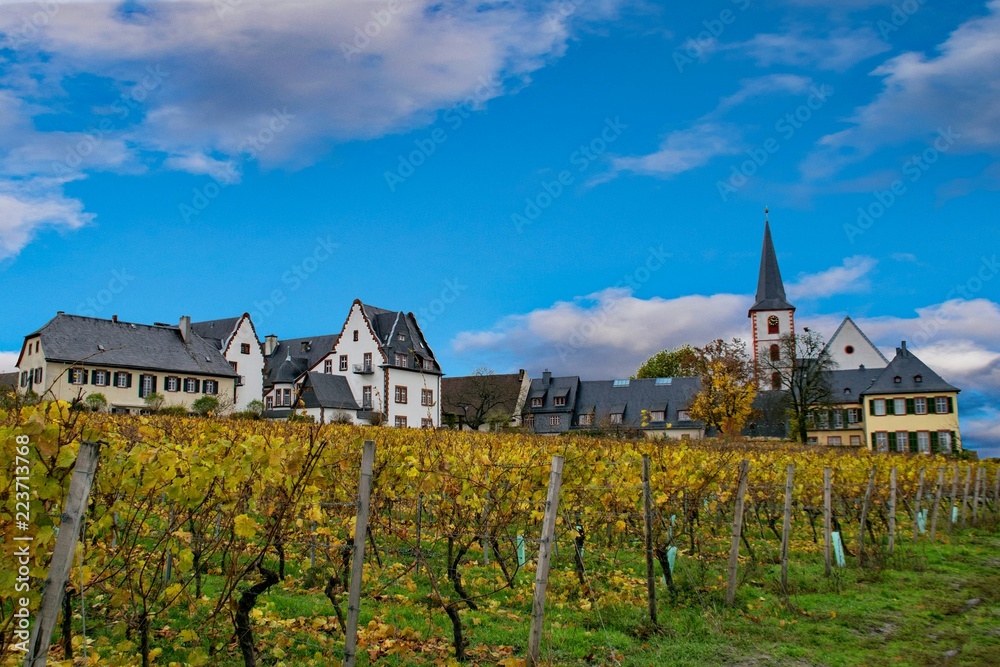Herbst in den Weinbergen der Hochheimer Hölle, Hochheim am Main, Hessen, Deutschland