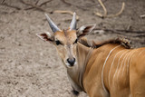 Antelope canna. Eland