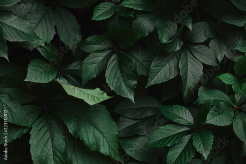 close up of dark green wild vine leaves in park © LIGHTFIELD STUDIOS