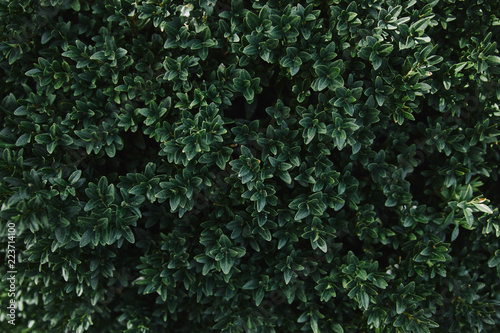 close up of green leaves of bush in garden