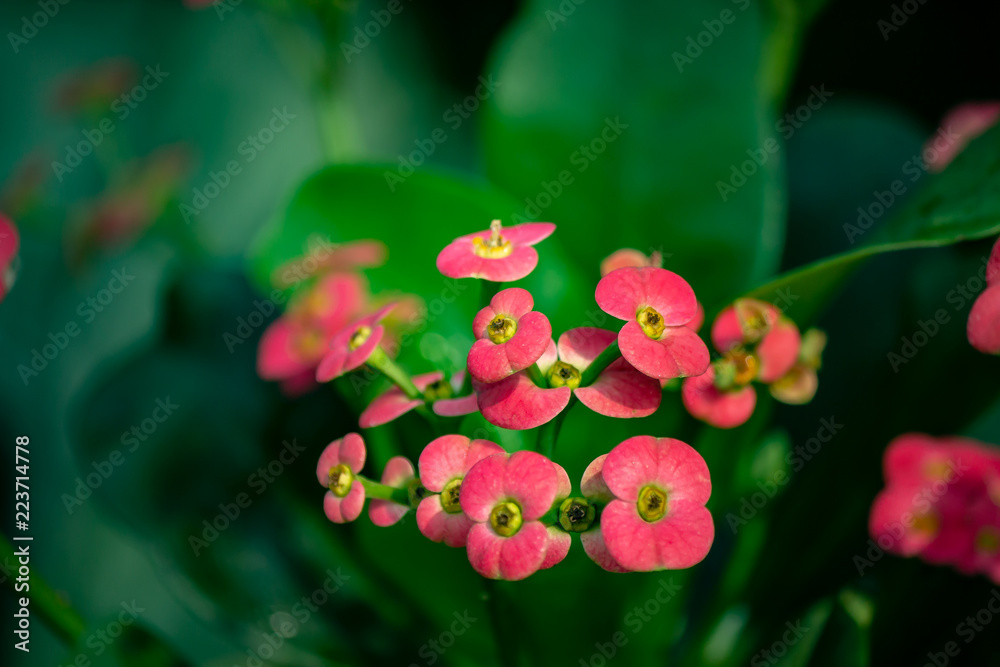 Small Pink Flowers Close Up