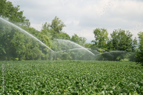 Agricultural irrigation system watering green soybean  field on sunny summer day. 
