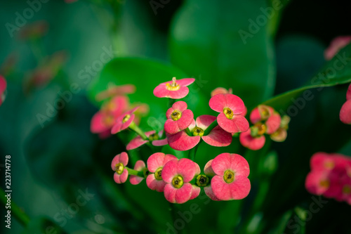 Obraz na płótnie Small Pink Flowers Close Up w salonie