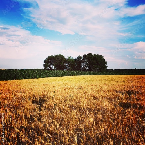 golden wheat field and blue sky © Nenad