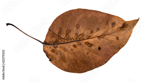 Foto dried fallen brown autumn leaf of apple tree