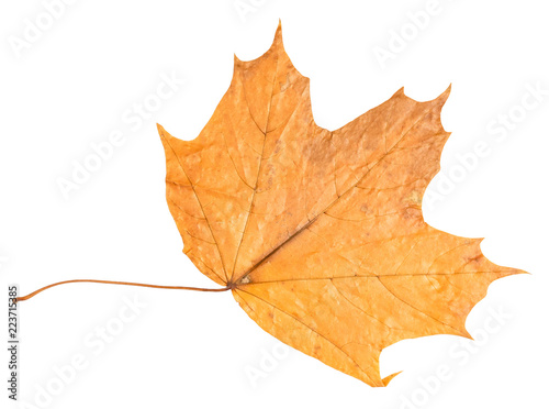 dried autumn leaf of maple tree cut out on white