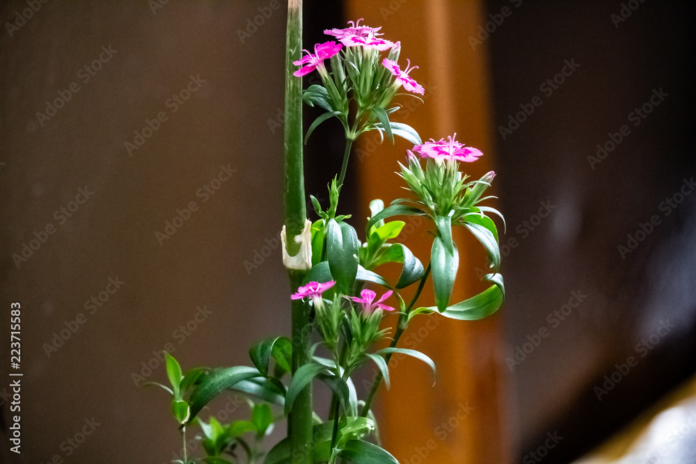 Close up of tiny pink and purple flowers growning on a green stem.