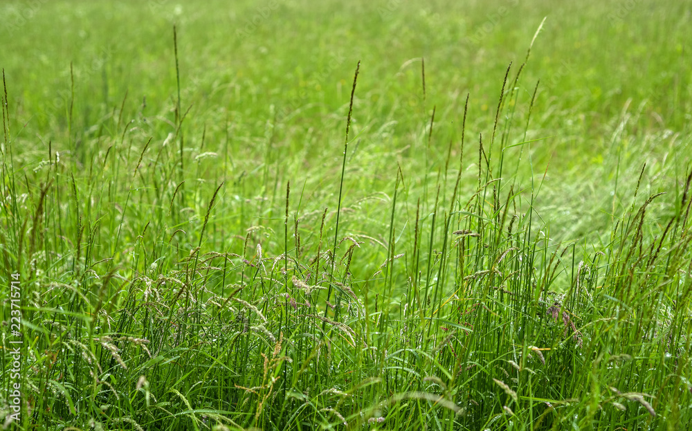Close up image of fresh spring long green grass. Green grass photo background or texture. Beautiful bright field of green grass. Element of design. Natural background.