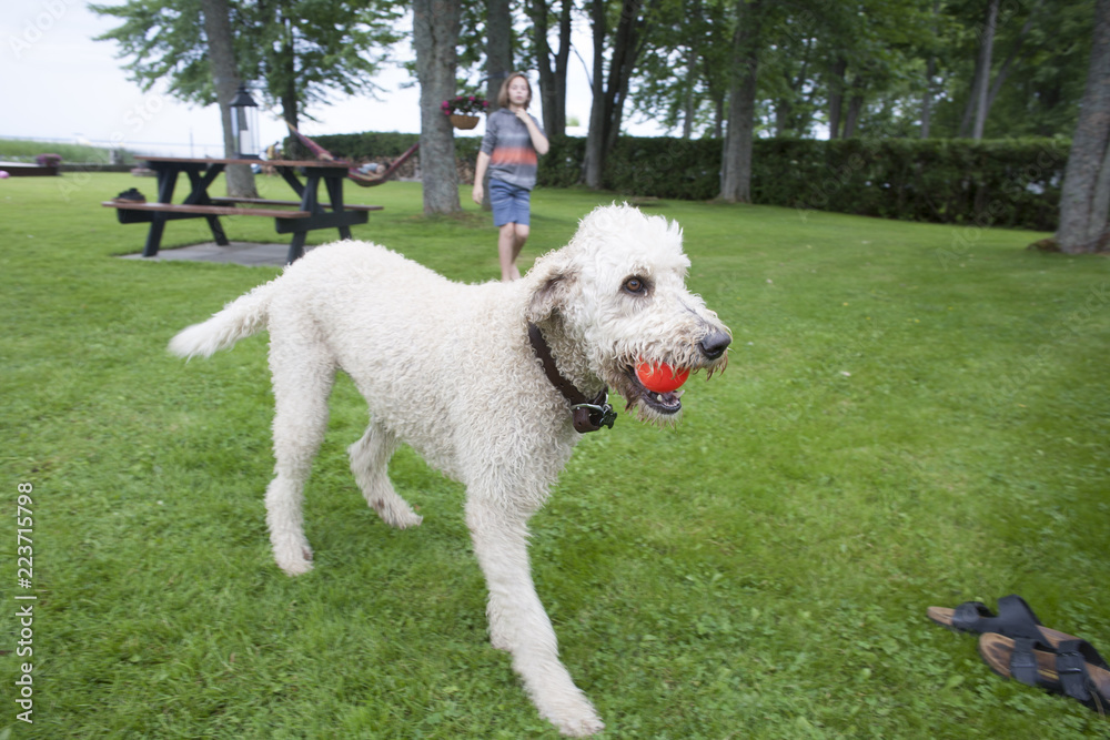 Labradoodle playing with a ball.