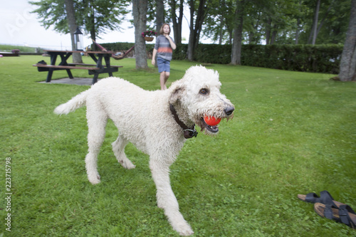 Labradoodle playing with a ball. © RichardFrazier