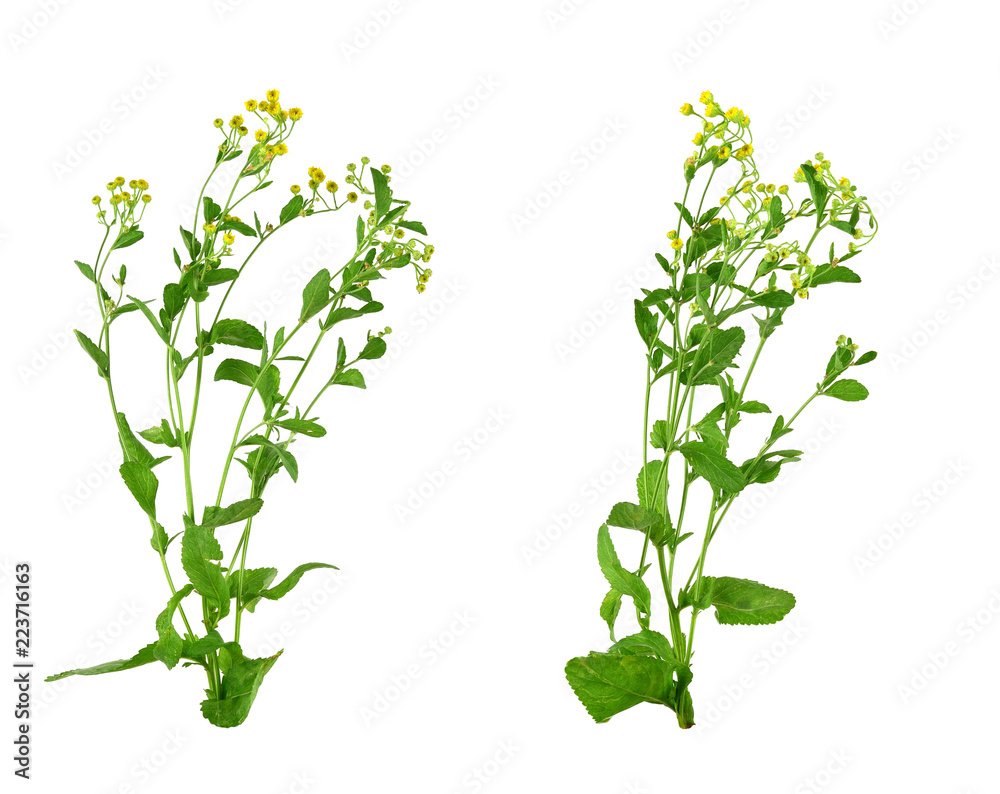 Tanacetum Balsamita Medicinal Herb Plant. Known as Costmary, Alecost ...