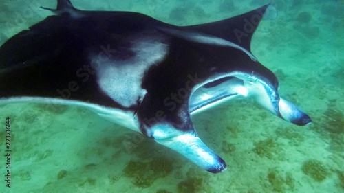 Manta ray in the blue water of the Indian ocean  Maldives.