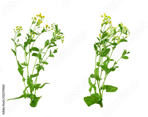 Tanacetum Balsamita Medicinal Herb Plant. Known as Costmary, Alecost, Balsam Herb, Bible Leaf, or Mint Geranium. Isolated on White Background.