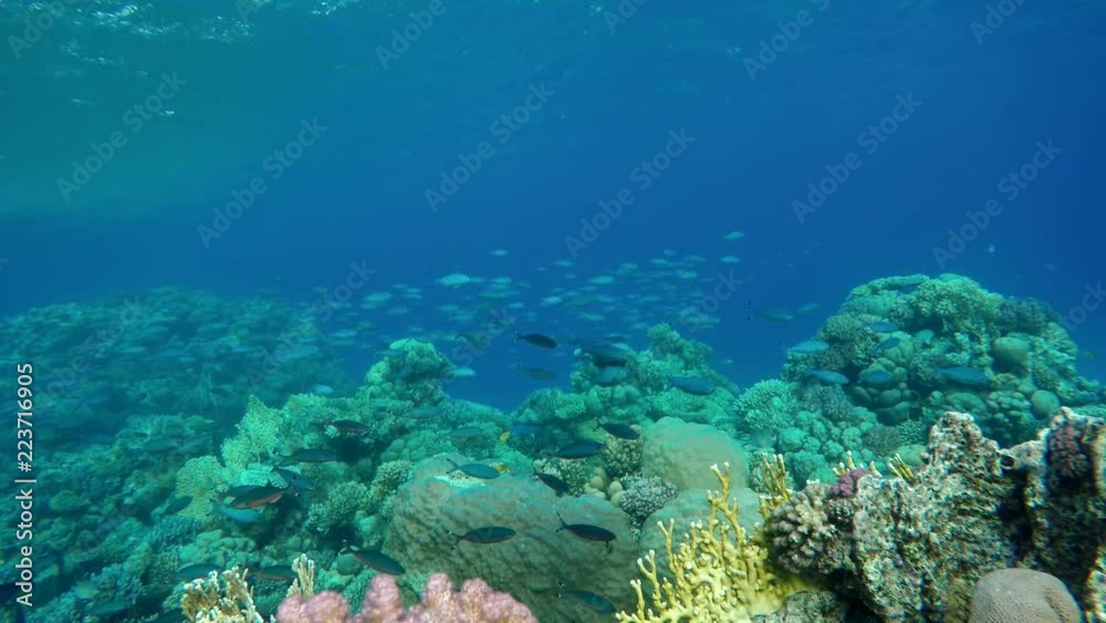 Life in the ocean. Tropical fish and coral reefs. Beautiful corals. Life in the ocean. Tropical fish and coral reefs. Beautiful corals.