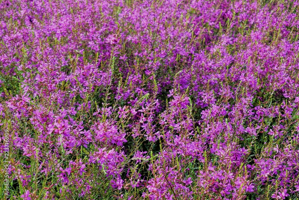 Obraz premium field of purple flowers