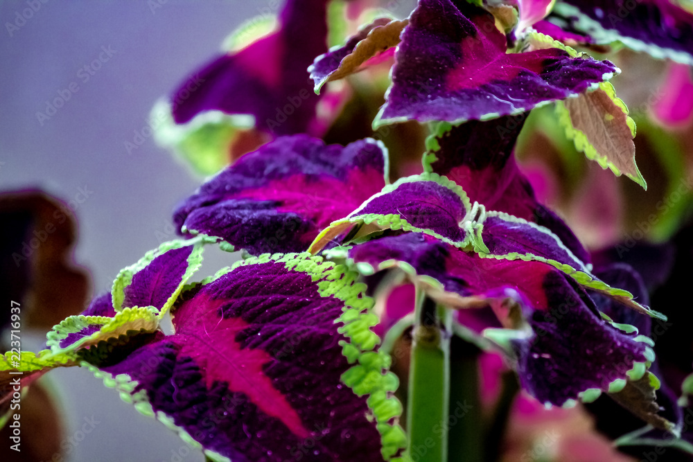 A green fringed purple and red leafed tropical plant.