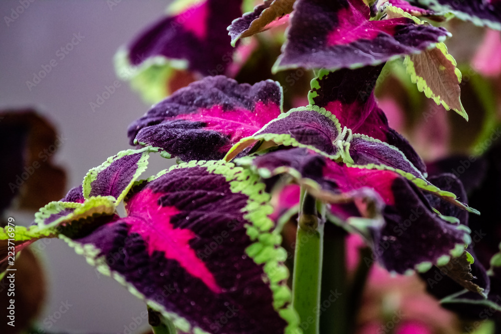 A green fringed purple and red leafed tropical plant.
