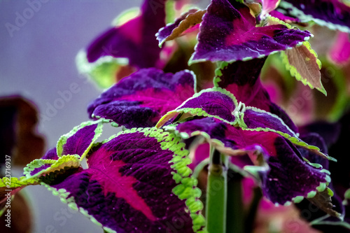 Obraz na płótnie A green fringed purple and red leafed tropical plant. w salonie