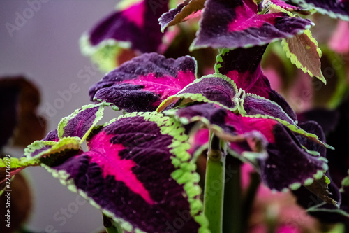 Obraz na płótnie A green fringed purple and red leafed tropical plant. w salonie