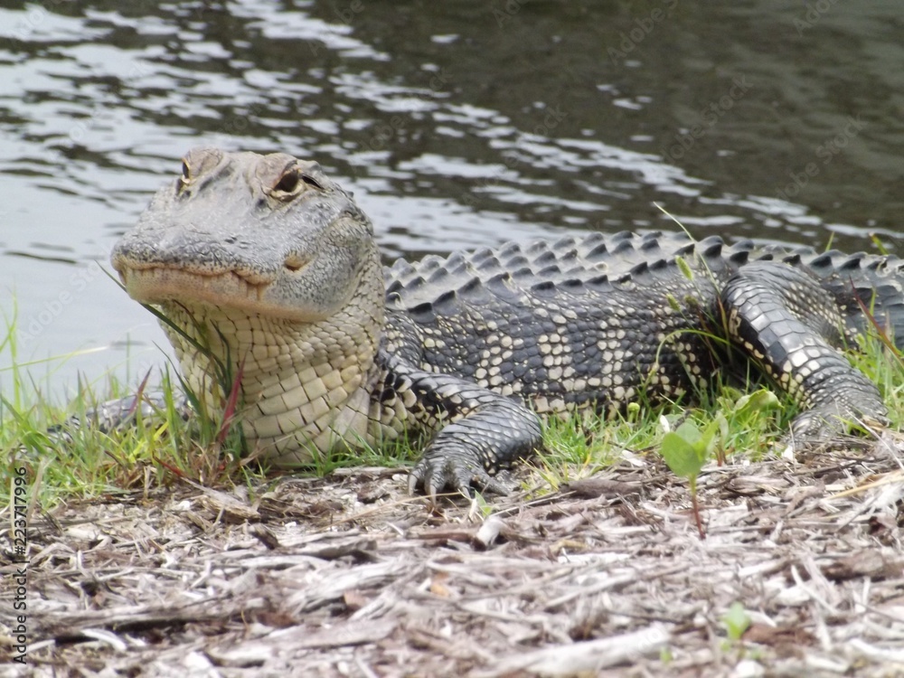 Obraz premium Alligator in the water